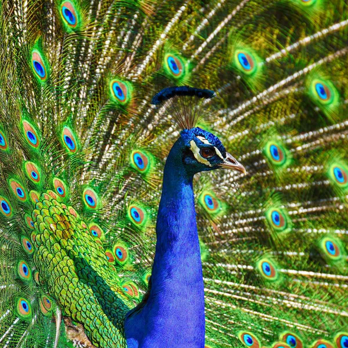 Green Peacocks